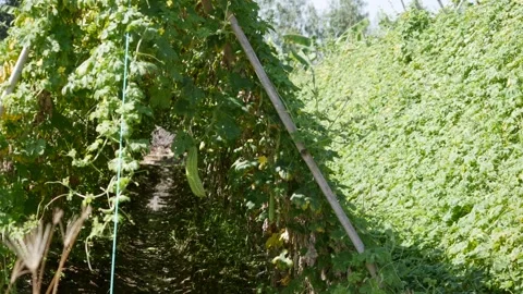 Green bitter melon hanging on vine in a lush vegetable field with trellis rows. Vidéo 341952485