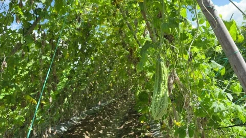 Green bitter melon hanging on vine in a lush garden tunnel with sunlight filteri Видео 342612056