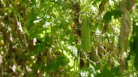 Green bitter melon hanging on vine amid dense green leaves in a sunny garden sce Stock Footage 344627038