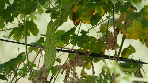 Green bitter melon hanging on a vine in a leafy garden trellis with support wire Stock Footage 345225190