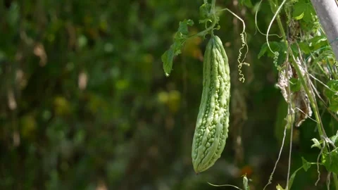 Green bitter melon hanging on a vine in a garden with leaves and soft blurred gr Stock Footage 345700533