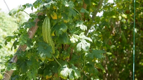 Green bitter melon hanging on a vine with lush green leaves in a sunny garden be Stock Footage 346043379