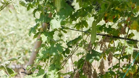 Green bitter melon hanging on a vine with large leaves and garden trellis in the Stock Footage 346246586
