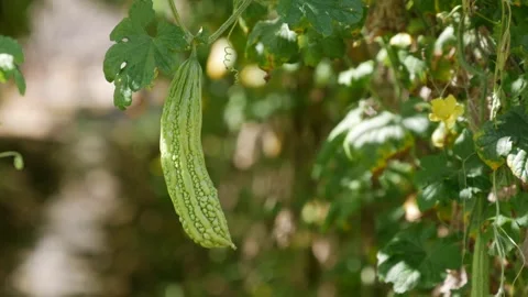 Green bitter melon hangs on a vine in a garden with leaves, flowers and a soft b Stock Footage 344942910