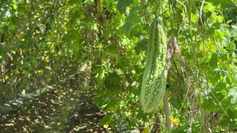 Green bitter melons hang on a vine among lush green leaves in a sunny garden pat Stock Footage 345879679