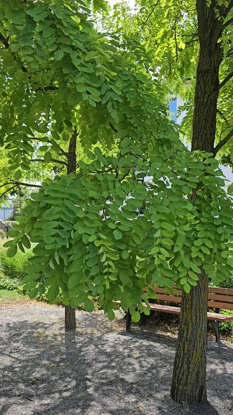 Green black locust tree leaves swaying in the wind Stock Footage 341838529