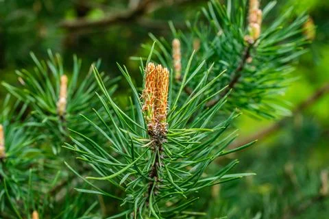 Green black pine knobs with a visible texture Stock-Fotos