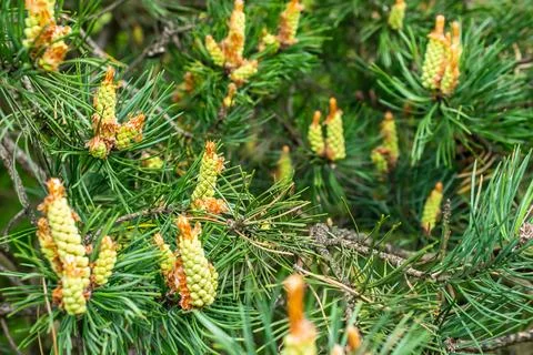 Green black pine knobs with a visible texture Stock Photos