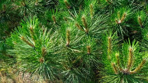 Green black pine knobs with a visible texture Stock Photos