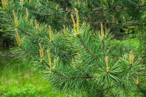 Green black pine knobs with a visible texture Stock Photos