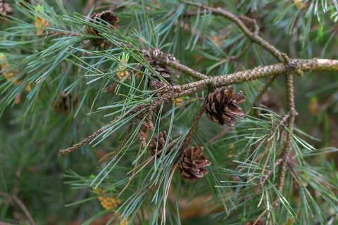 Green black pine knobs with a visible texture Stockfoto's