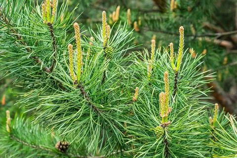 Green black pine knobs with a visible texture Stock Photos
