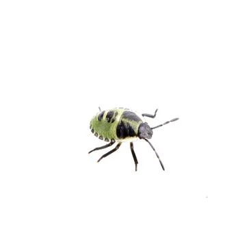 Green black shield bug on a white background Foto stock