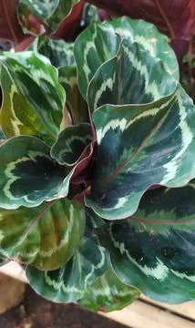 Green black white leaves pattern of Calathea a tropical plant Stock-Fotos