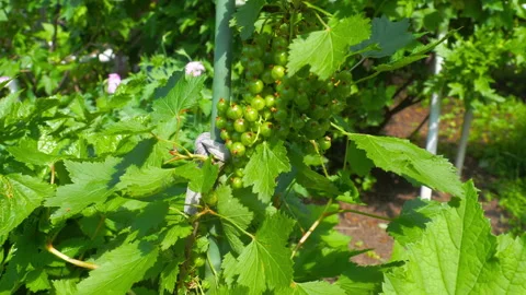 Green blackcurrants growing Stock Footage 319955697