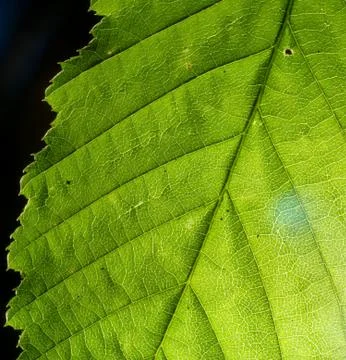 Green blade transparent with back light, background Stock Photos