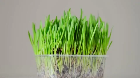 Green blades of grass Stock Footage 152846815