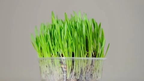 Green blades of grass Stock Footage 152846817