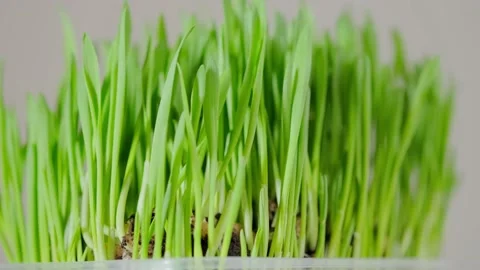 Green blades of grass Stock Footage 152846863