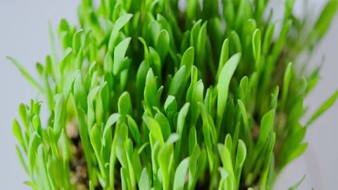 Green blades of grass Stock Footage 152846898