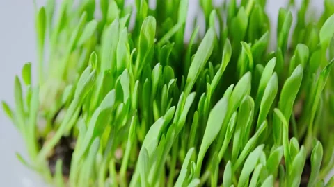 Green blades of grass Stock Footage 152846911