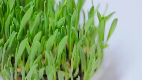 Green blades of grass Stock Footage 152847000