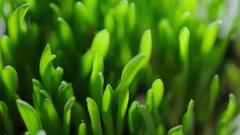 Green blades of grass Stock Footage 152847032