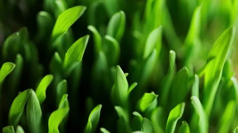 Green blades of grass Stock Footage 152847045