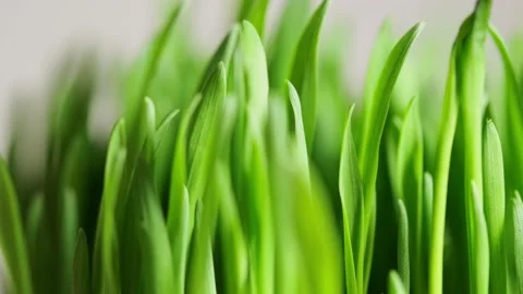 Green blades of grass 스톡 동영상 152847079