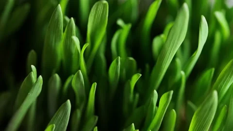 Green blades of grass Stock Footage 152847088