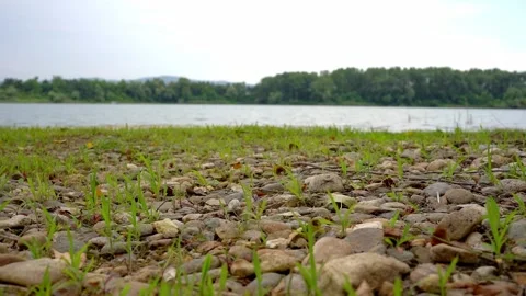 Green blades of grass growing between small rocks on a lakeshore in Bela Crkva Stock Footage 268416851