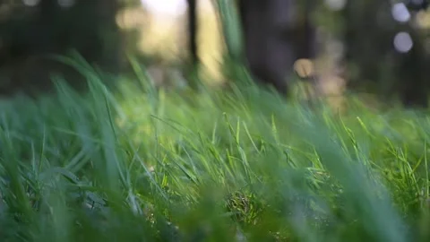 Green blades of grass waving in spring wind Stock Footage 161752807