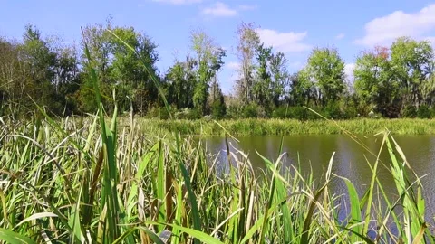 Green blades of grass waving in the wind in the summer with blue skies Video stock 143161535