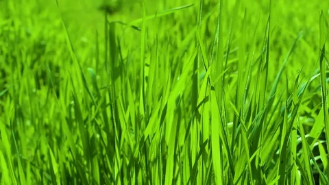 Green blades of grass in the wind. Stock Footage 127631939