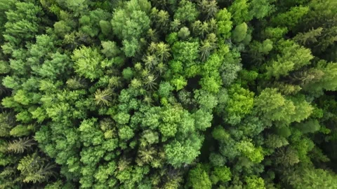 Green blooming dense forest, light green forest, shooting from the top Stock Footage 196135549
