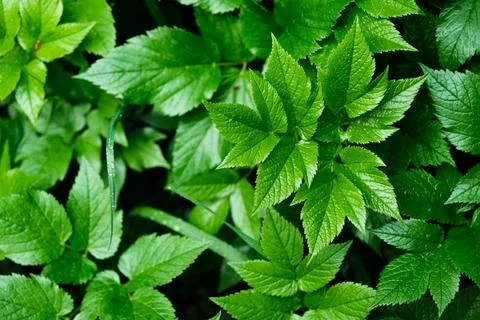 Green blooming leaves pattern, bloom herb in the garden outdoors Photos