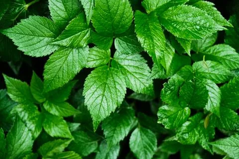 Green blooming leaves pattern, bloom herb in the garden outdoors Stock Photos