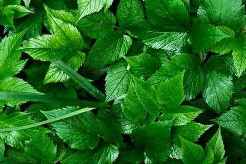 Green blooming leaves pattern, bloom herb in the garden outdoors Stock Photos