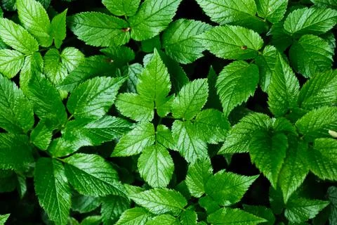 Green blooming leaves pattern, bloom herb in the garden outdoors Stock Photos