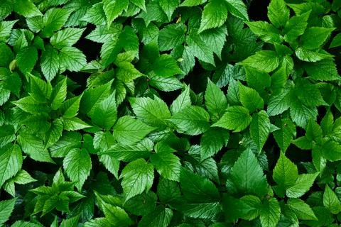 Green blooming leaves pattern, bloom herb in the garden outdoors Stock Photos