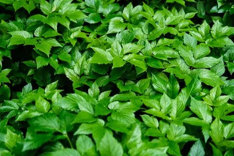 Green blooming leaves pattern, bloom herb in the garden outdoors Stock Photos