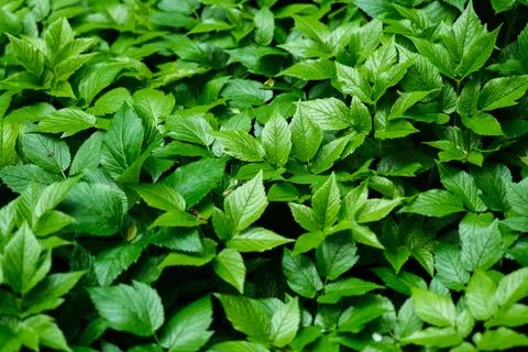 Green blooming leaves pattern, bloom herb in the garden outdoors Stock Photos