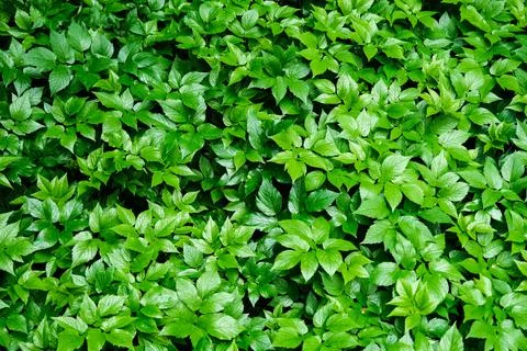 Green blooming leaves pattern, bloom herb in the garden outdoors Stock Photos
