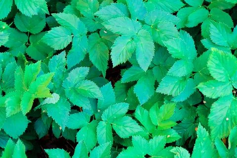 Green blooming leaves pattern, bloom herb in the garden outdoors Photos