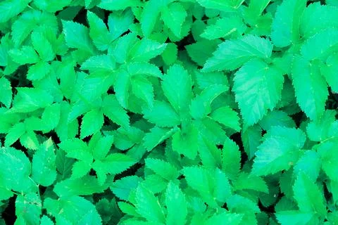 Green blooming leaves pattern, bloom herb in the garden outdoors Stock Photos