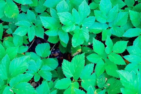 Green blooming leaves pattern, bloom herb in the garden outdoors Foto stock