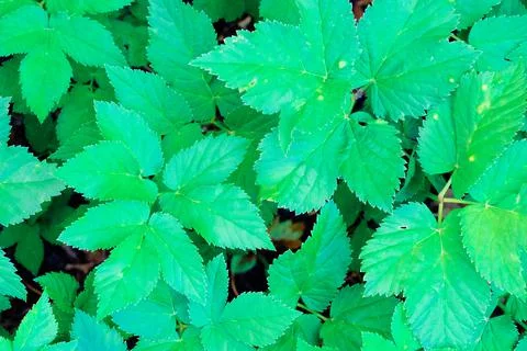 Green blooming leaves pattern, bloom herb in the garden outdoors Stock Photos