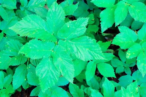 Green blooming leaves pattern, bloom herb in the garden outdoors 写真素材