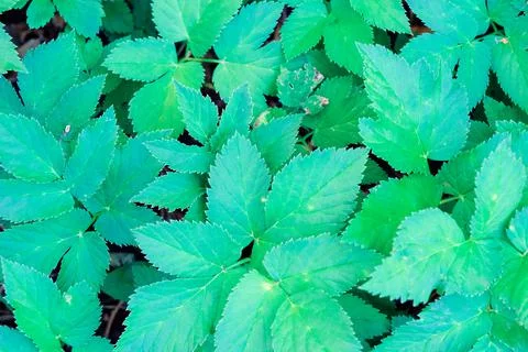 Green blooming leaves pattern, bloom herb in the garden outdoors Stock Photos