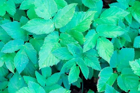 Green blooming leaves pattern, bloom herb in the garden outdoors Photos